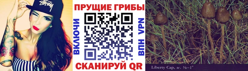 Псилоцибиновые грибы Psilocybine cubensis  Светогорск 